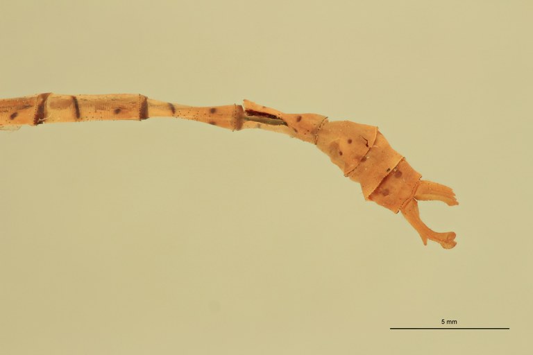 Onychogomphus costae M Terminal.jpg