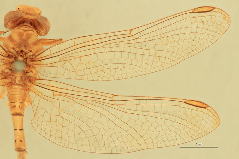 Onychogomphus costae M Wings.jpg