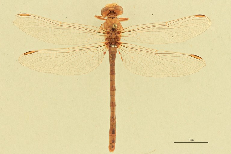 Onychogomphus costae D.jpg