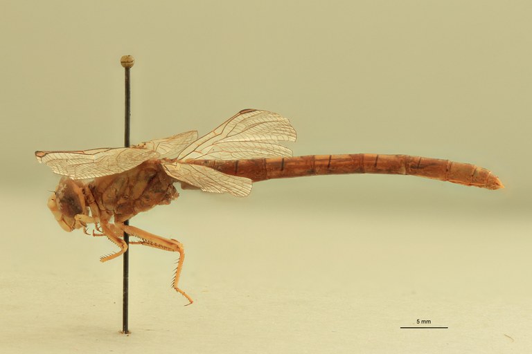 Onychogomphus costae L.jpg