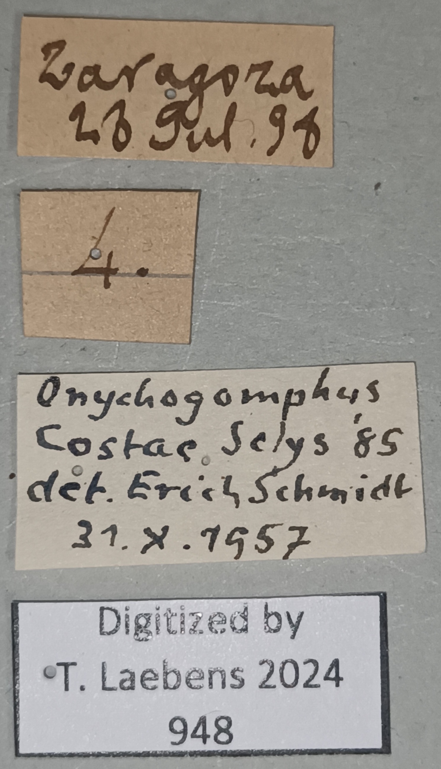 Onychogomphus costae Labels.jpg