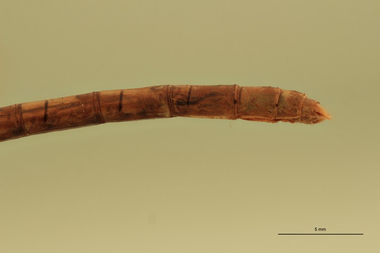 Onychogomphus costae Terminal.jpg