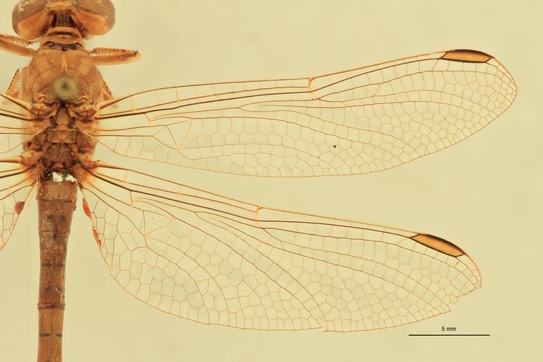 Onychogomphus costae Wings.jpg