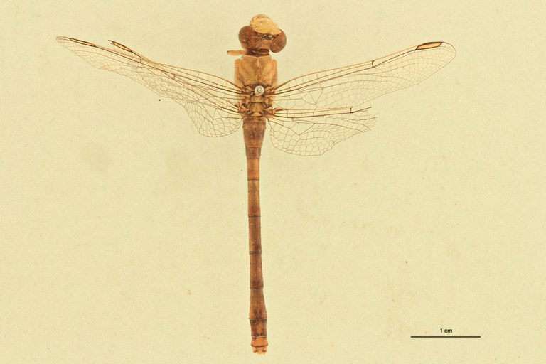Onychogomphus genei F D.jpg
