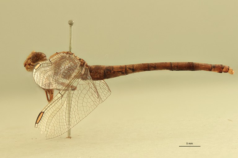 Onychogomphus genei F L.jpg