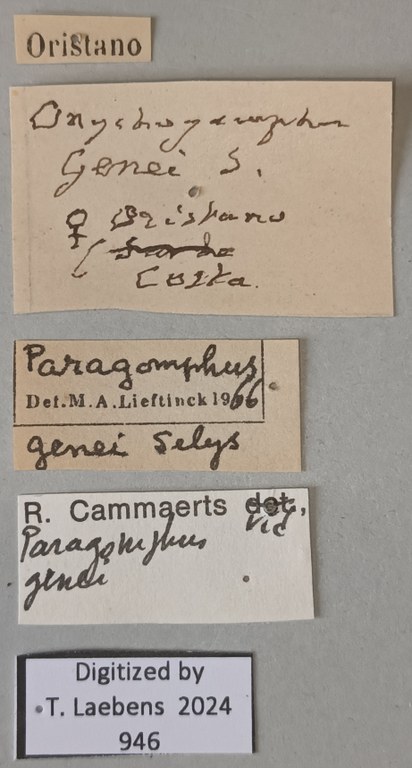 Onychogomphus genei F Labels.jpg
