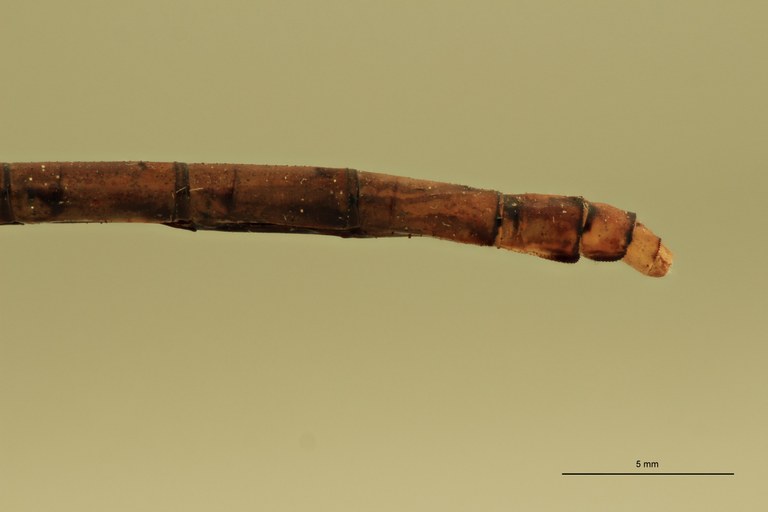 Onychogomphus genei F Terminal.jpg