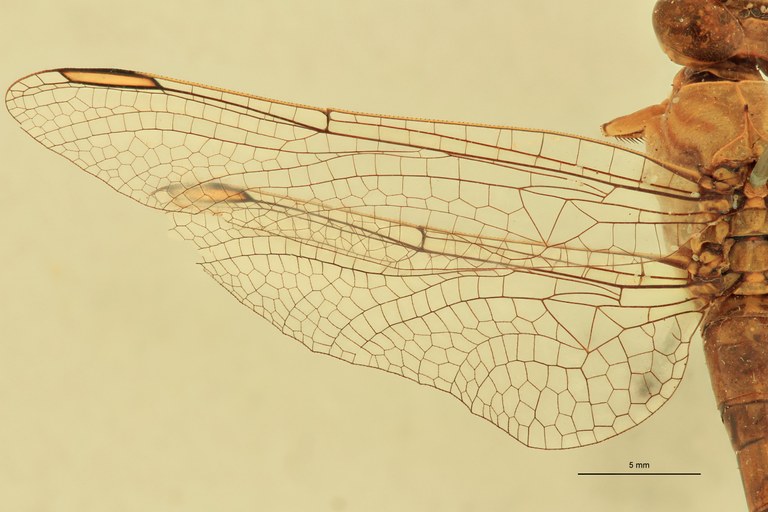 Onychogomphus genei F Wings.jpg