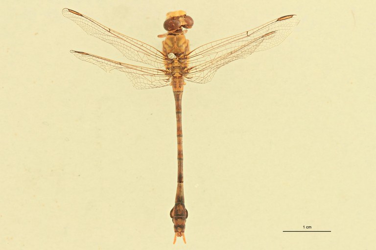 Onychogomphus genei D.jpg