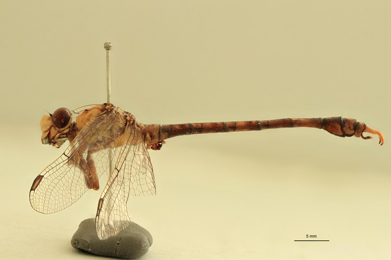 Onychogomphus genei L.jpg