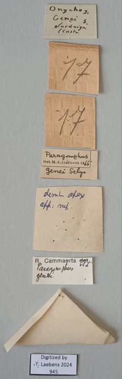 Onychogomphus genei Labels.jpg