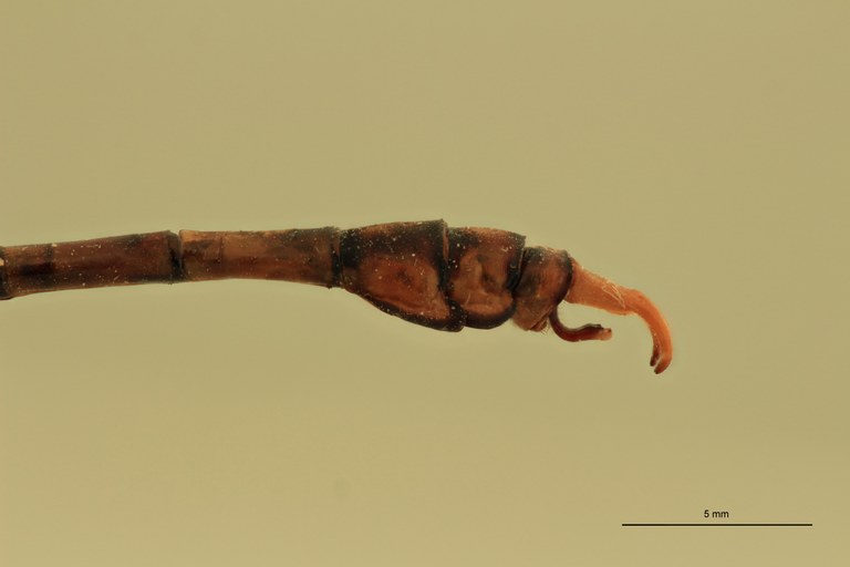 Onychogomphus genei Terminal.jpg