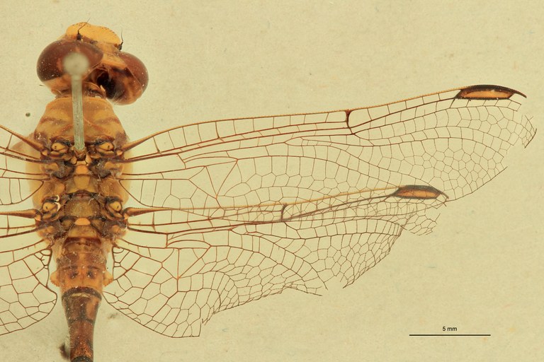 Onychogomphus genei Wings.jpg