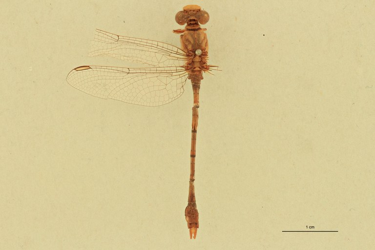 Onychogomphus hagenii M D.jpg