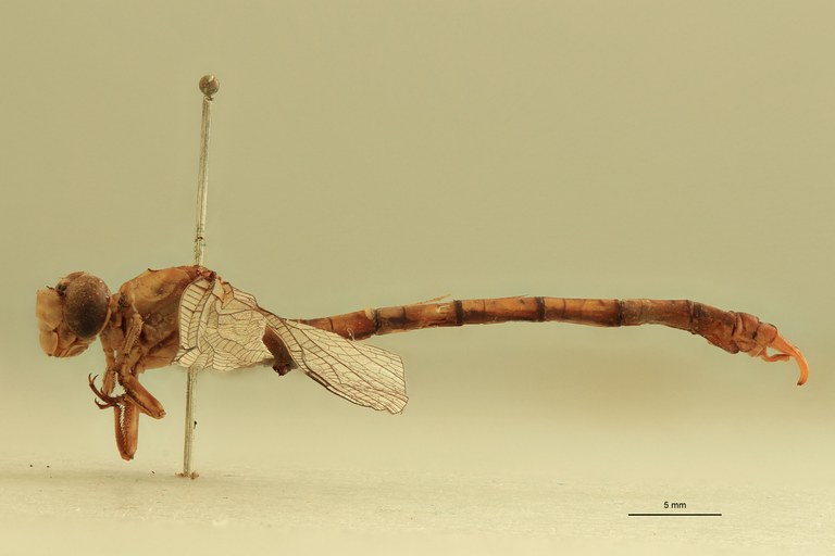 Onychogomphus hagenii M L.jpg