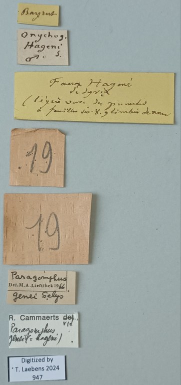 Onychogomphus hagenii M Labels.jpg