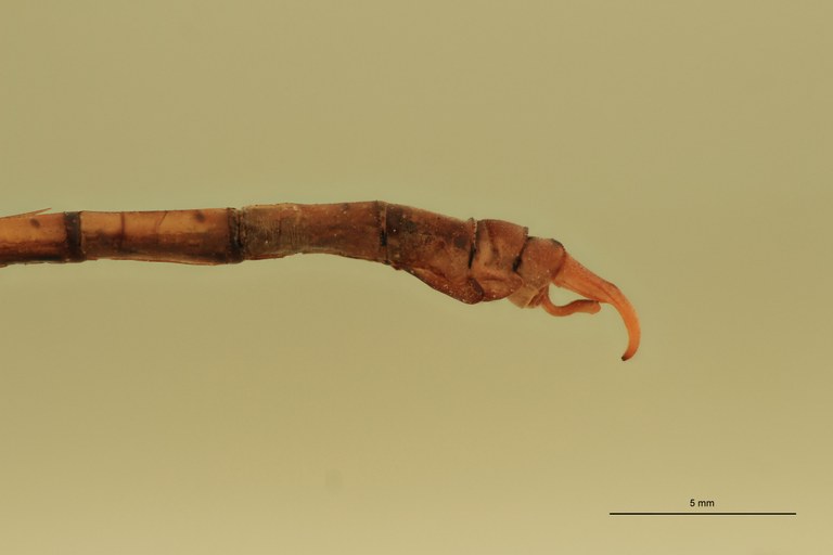 Onychogomphus hagenii M Terminal.jpg