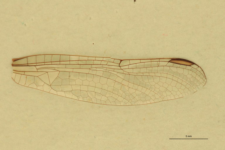 Onychogomphus hagenii M Wing_anterior.jpg