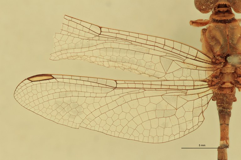 Onychogomphus hagenii M Wings.jpg