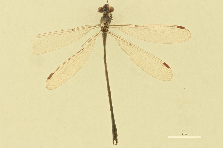 Lestes macrostigma D.jpg