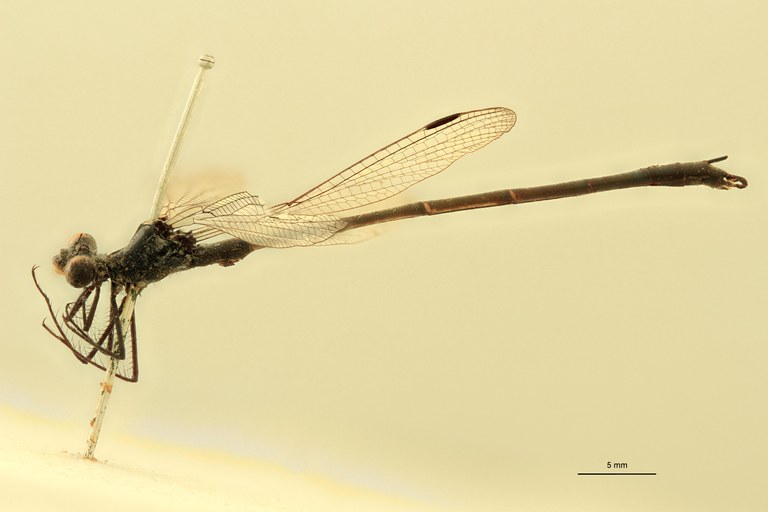 Lestes macrostigma L.jpg