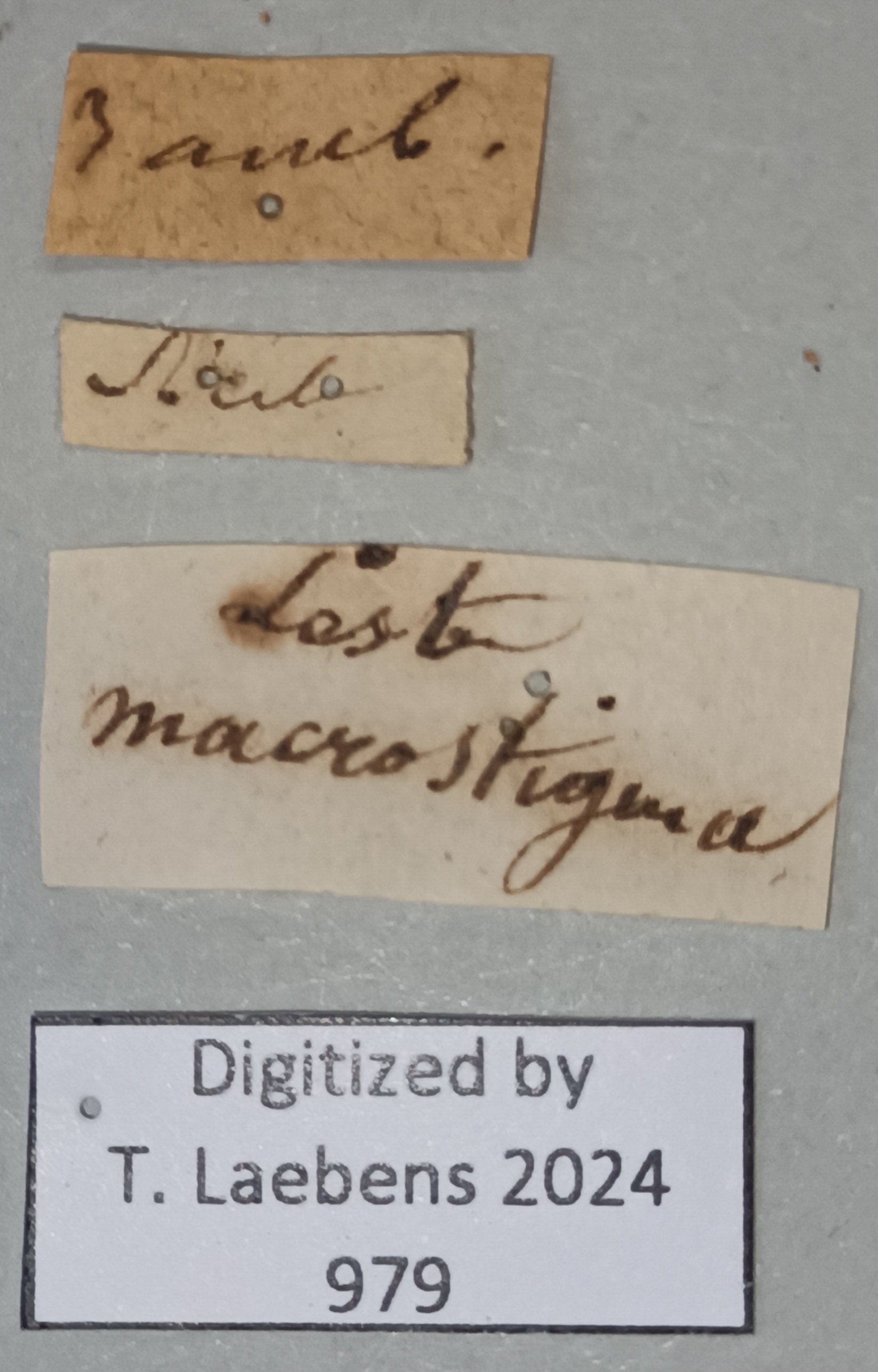 Lestes macrostigma Labels.jpg