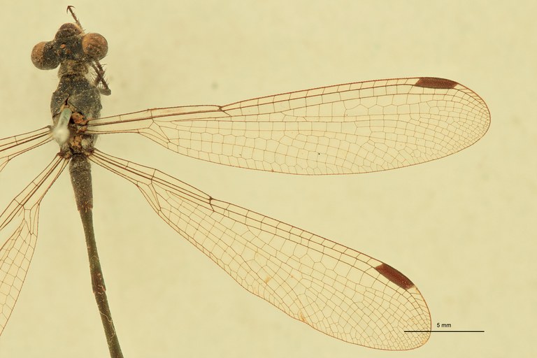 Lestes macrostigma Wings.jpg