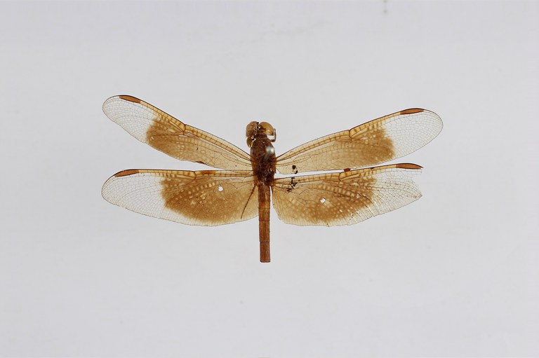 BE-RBINS-ENT Neurothemis degener forme dark Syntype Male Lateral Jerome Constant.jpg