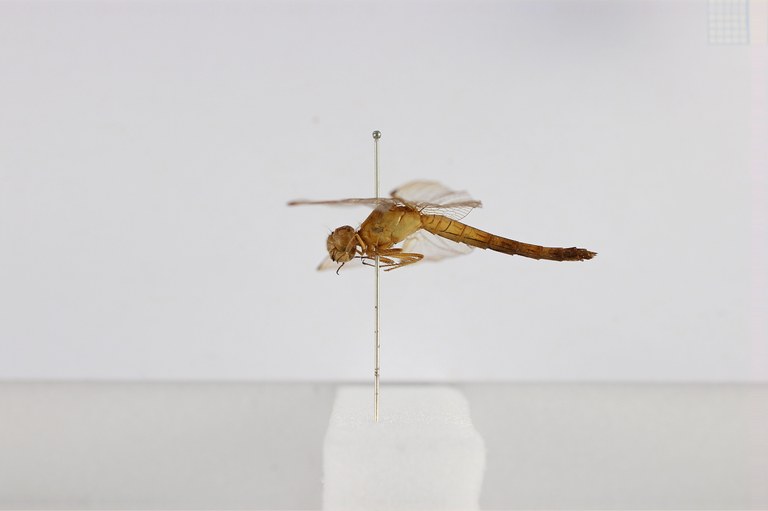 BE-RBINS-ENT Neurothemis degener Syntype Male Lateral Jerome Constant.jpg