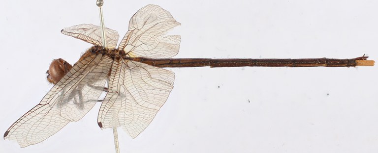 BE-RBINS-ENT Macrothemis lauriana Syntype male Habitus Lateral  Jerome Constant.jpg