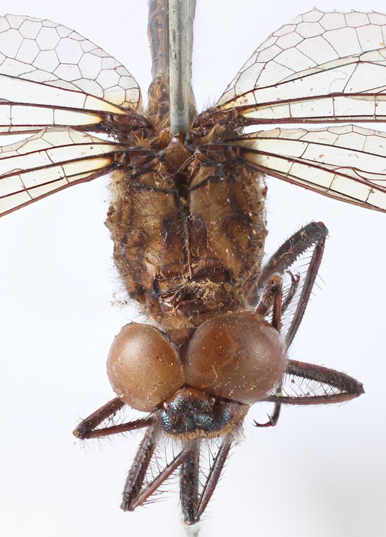 BE-RBINS-ENT Macrothemis lauriana Syntype male Thorax Anterior Jerome Constant.jpg