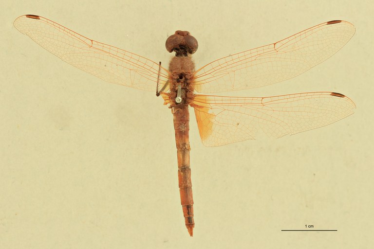 Trithemis haematina T D.jpg
