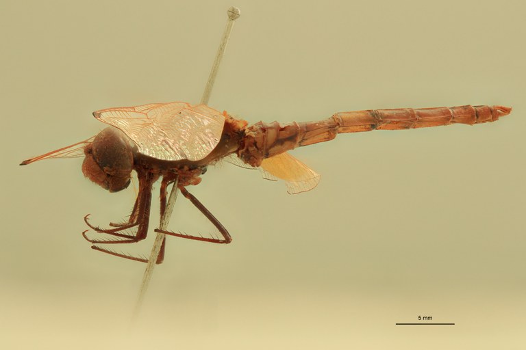 Trithemis haematina T L.jpg