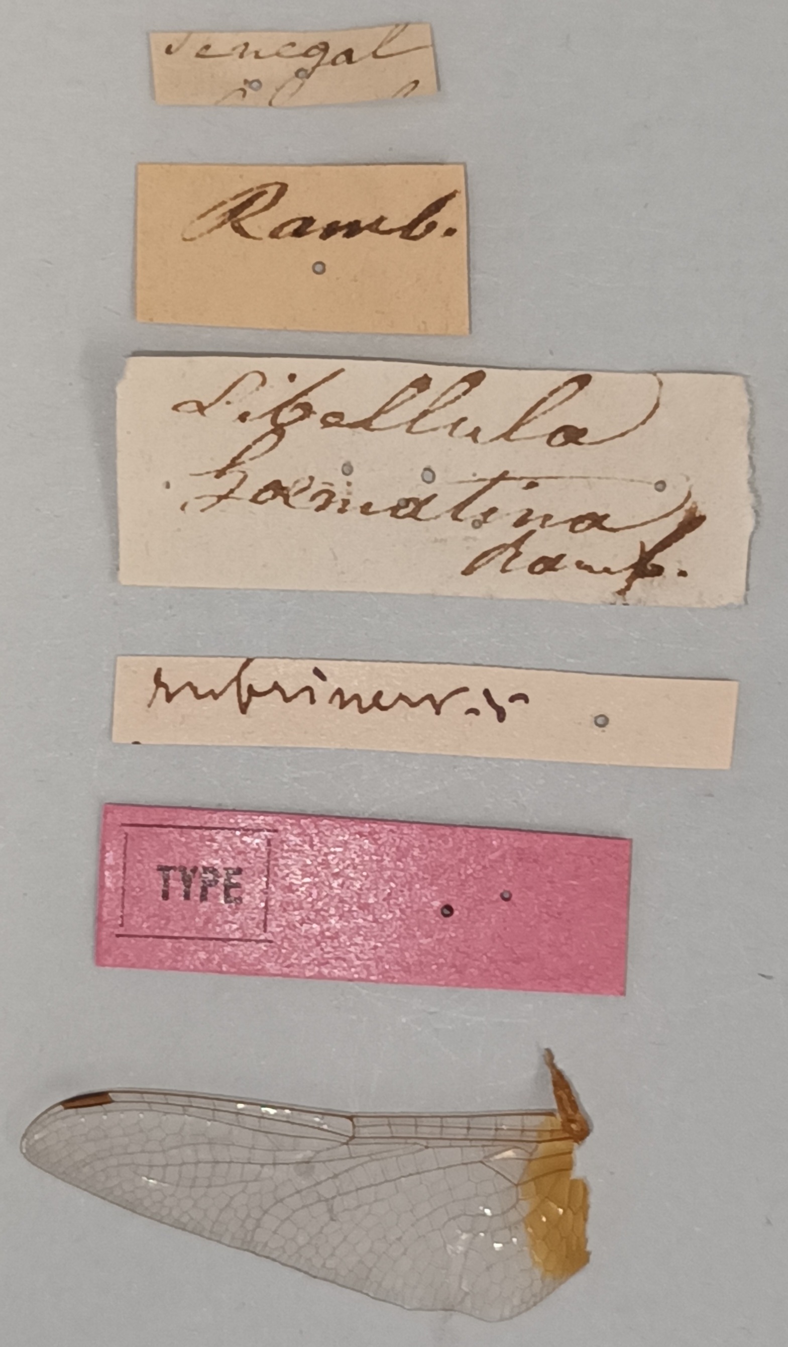 Trithemis haematina T Labels.jpg