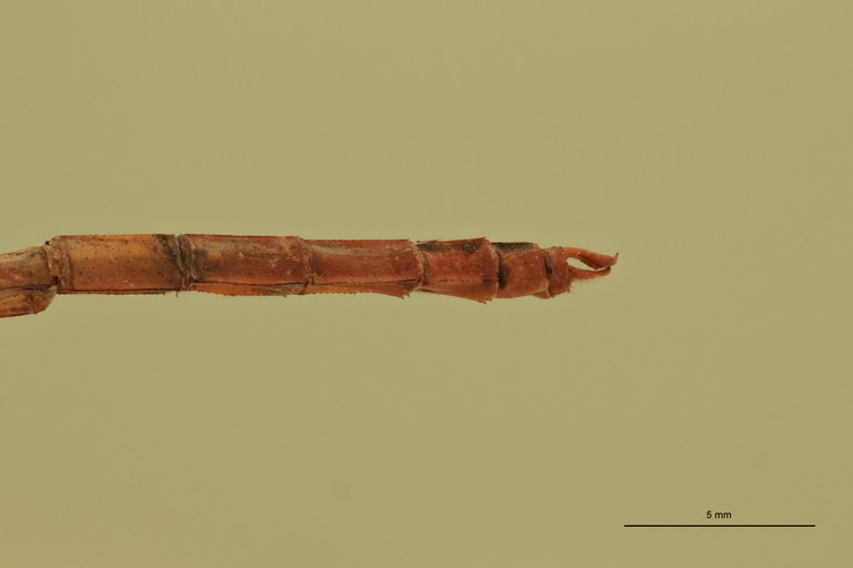 Trithemis haematina T Terminal.jpg