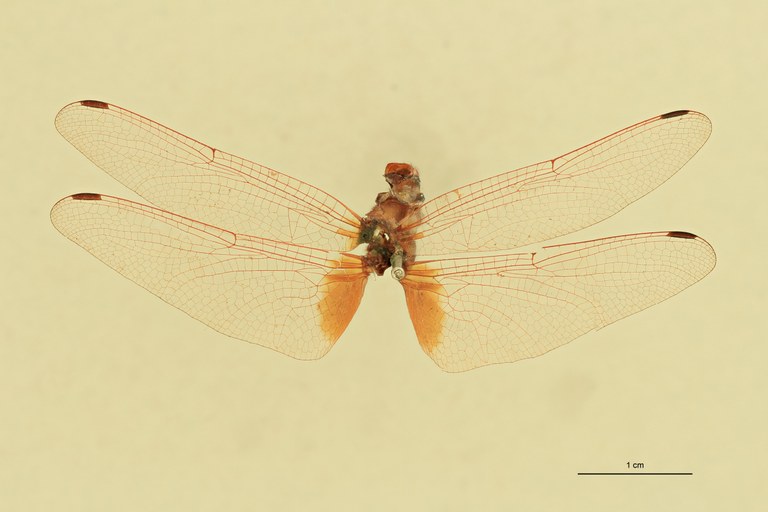Trithemis haematina T D.jpg