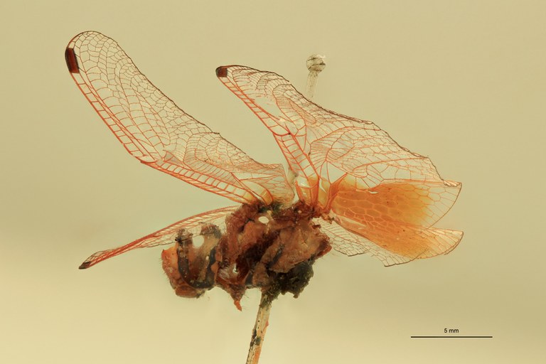Trithemis haematina T L.jpg