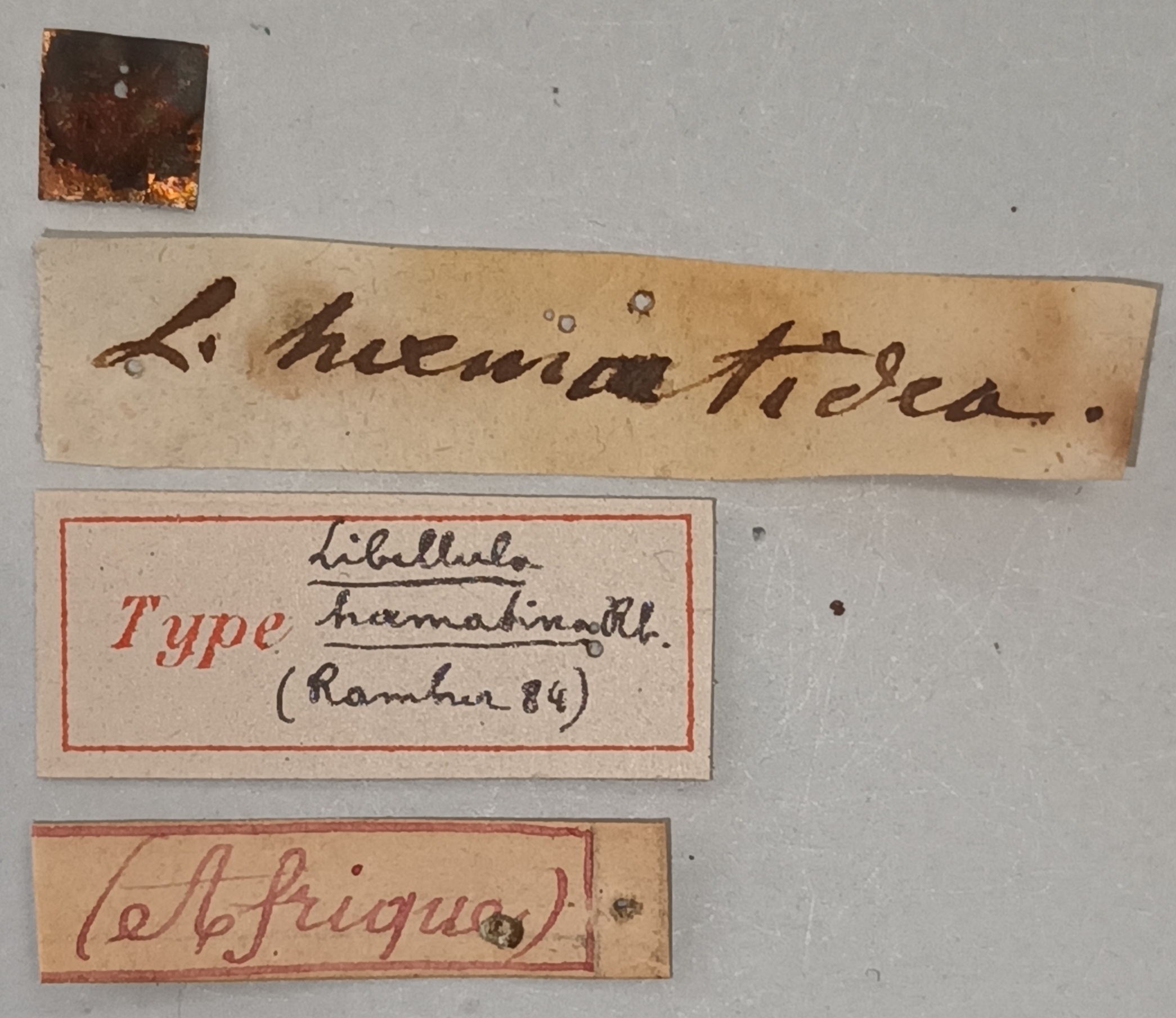 Trithemis haematina T Labels.jpg