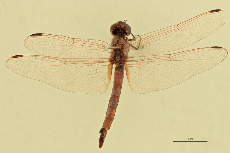 Trithemis haematina D.jpg