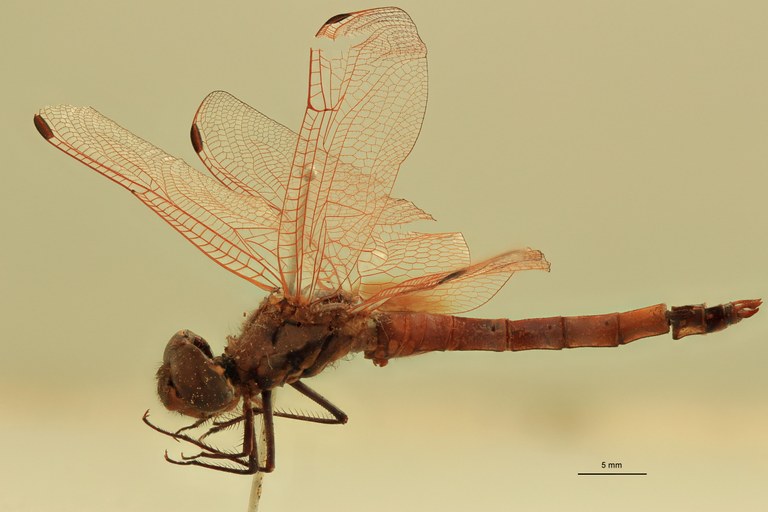 Trithemis haematina L.jpg