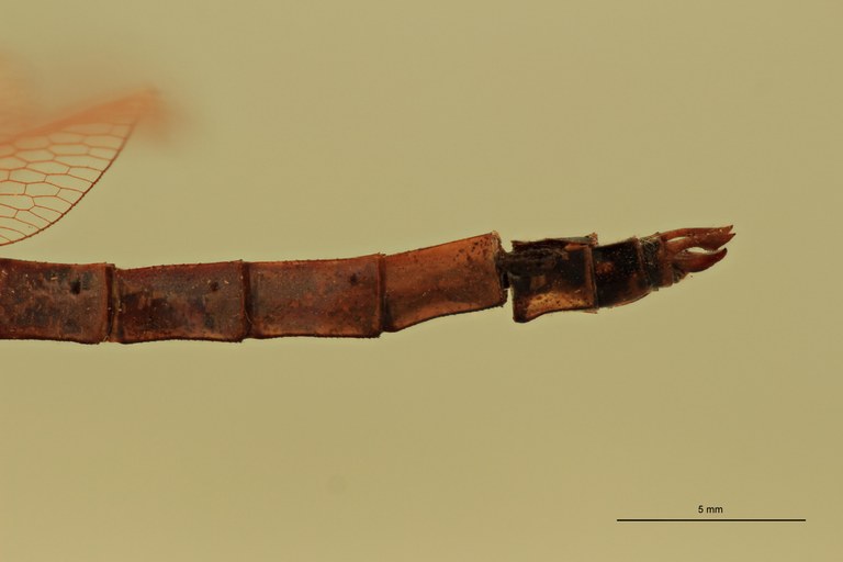 Trithemis haematina Terminal.jpg