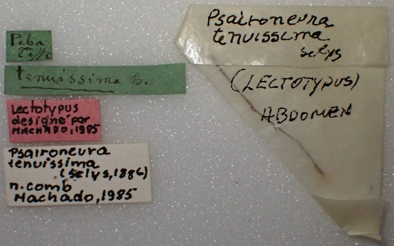 Psaironeura tenuissima lt labels