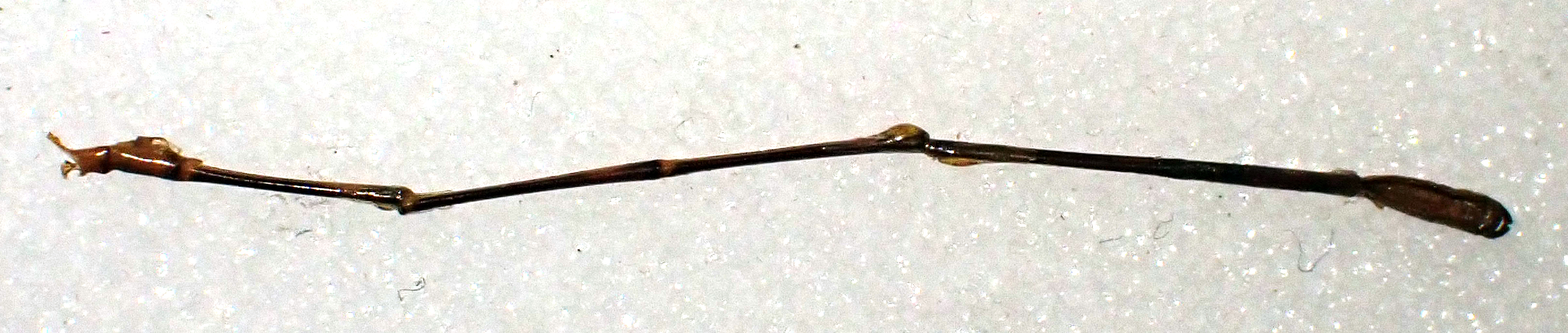 Psaironeura tenuissima lt abdomen