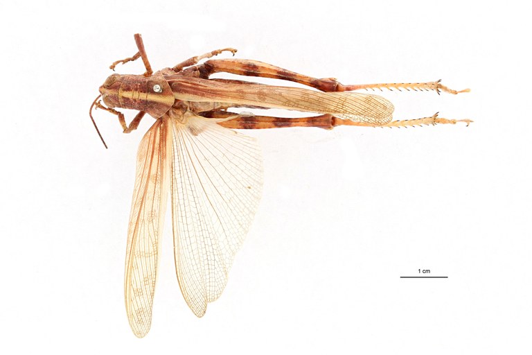 Valanga nigricornis sakoemiensis ht D.jpg
