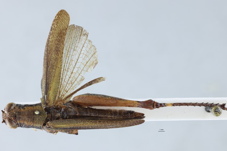 Cyphocerastis clavareaui Ht D.jpg