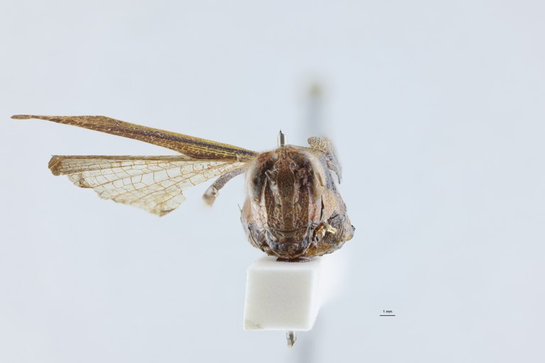 Cyphocerastis clavareaui Ht F.jpg