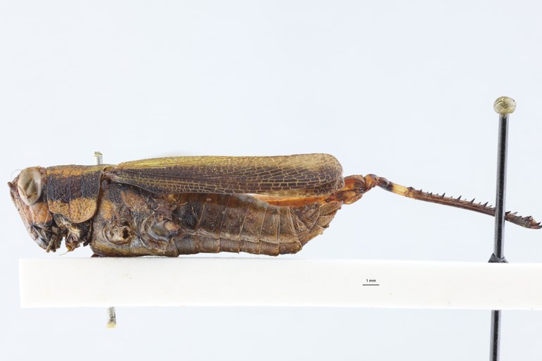 Cyphocerastis clavareaui Ht L.jpg