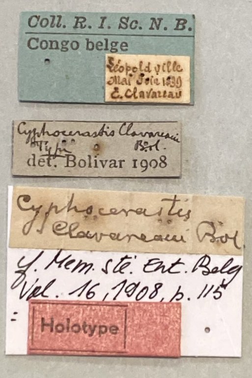Cyphocerastis clavareaui Ht Labels.jpeg