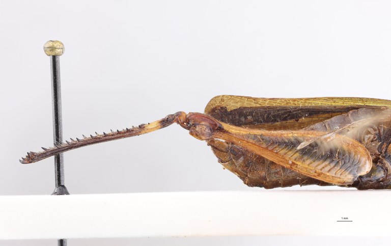 Cyphocerastis clavareaui Ht Leg.jpg
