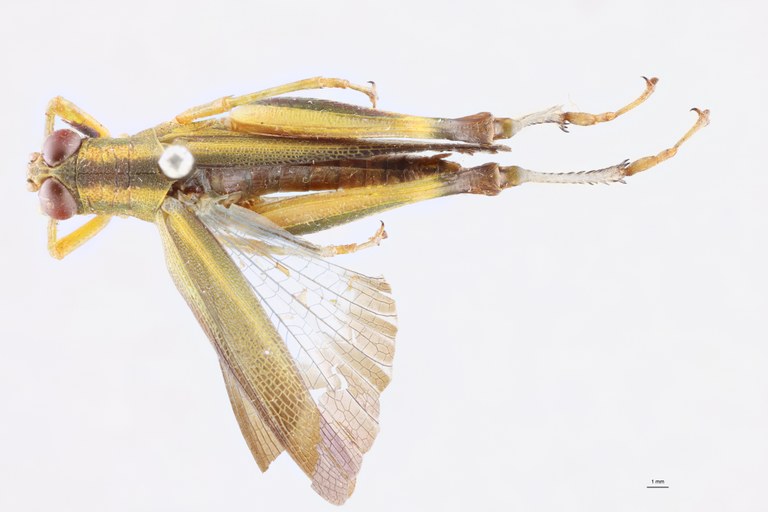 Cyphocerastis elegans F D.jpg